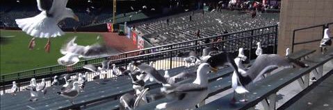 The old AT&T Park Seagull banner