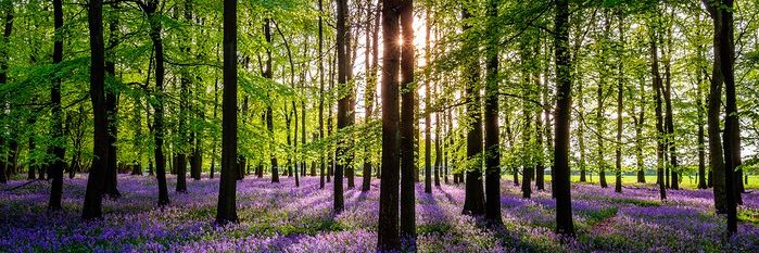 Cyndi Chapman banner