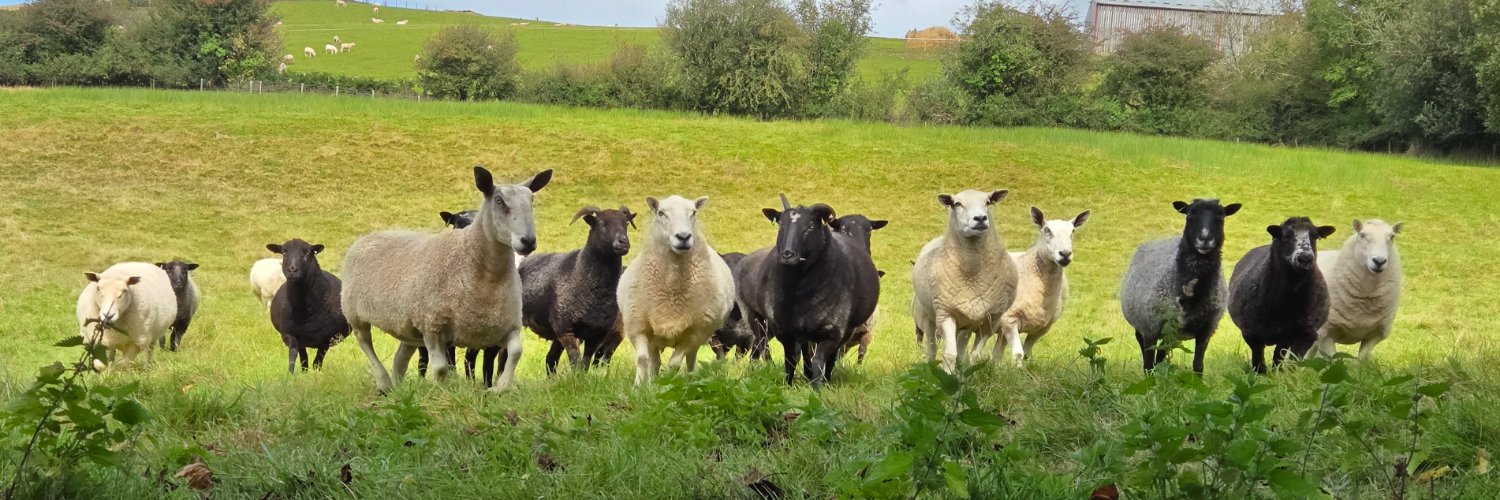 The Woolly Patchwork Sheep Sanctuary banner