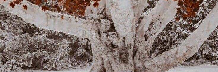 ster 🪇 banner