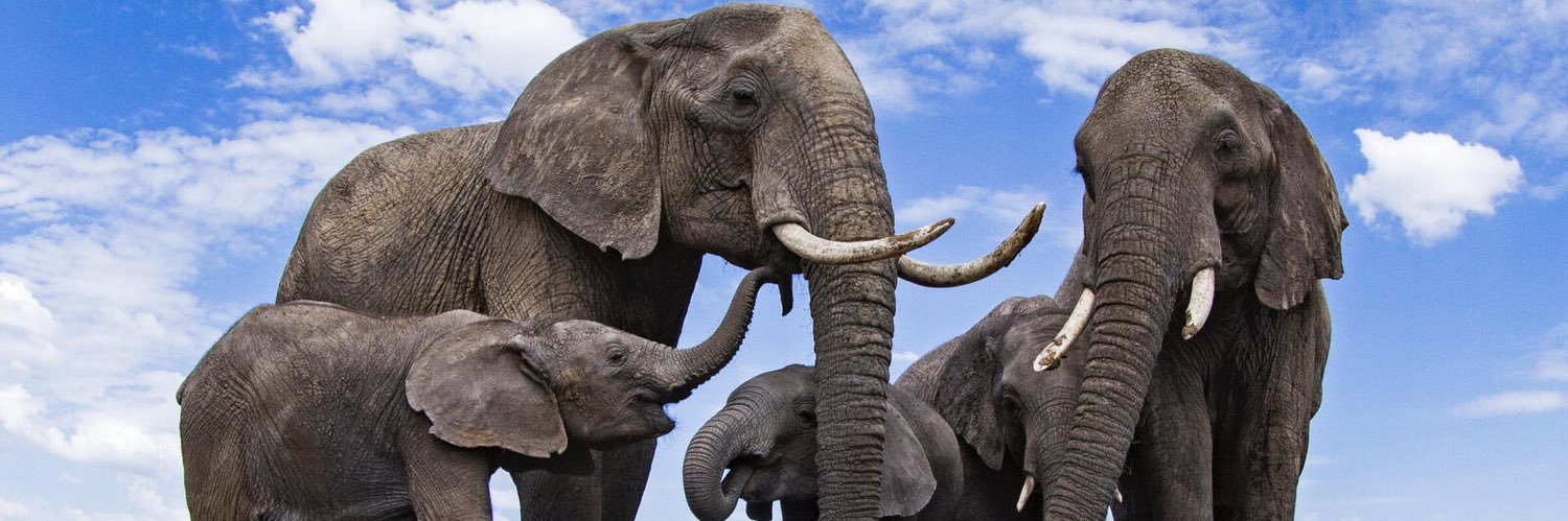 Jasmine Donaldson banner