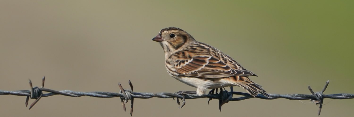 David Borderick banner