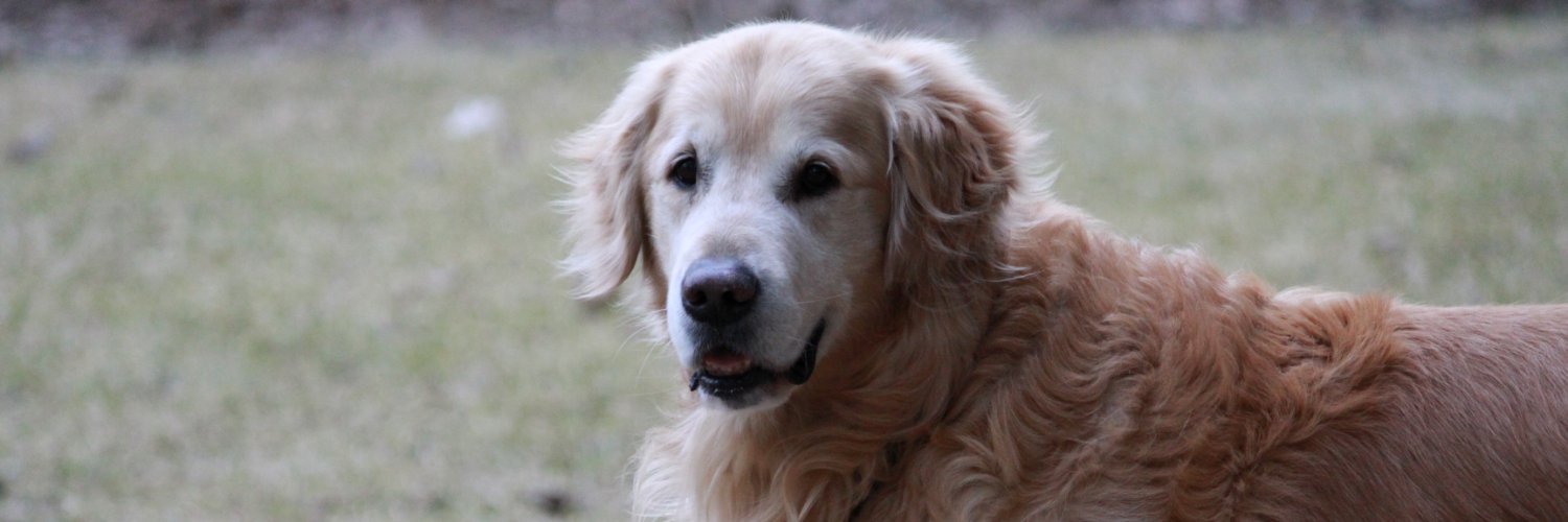 Sarah Sobanski banner