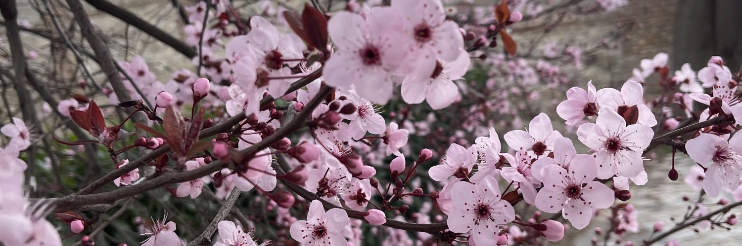 Sʏlѵiɑ ʍíɑ 🜲✨🇨🇴 banner