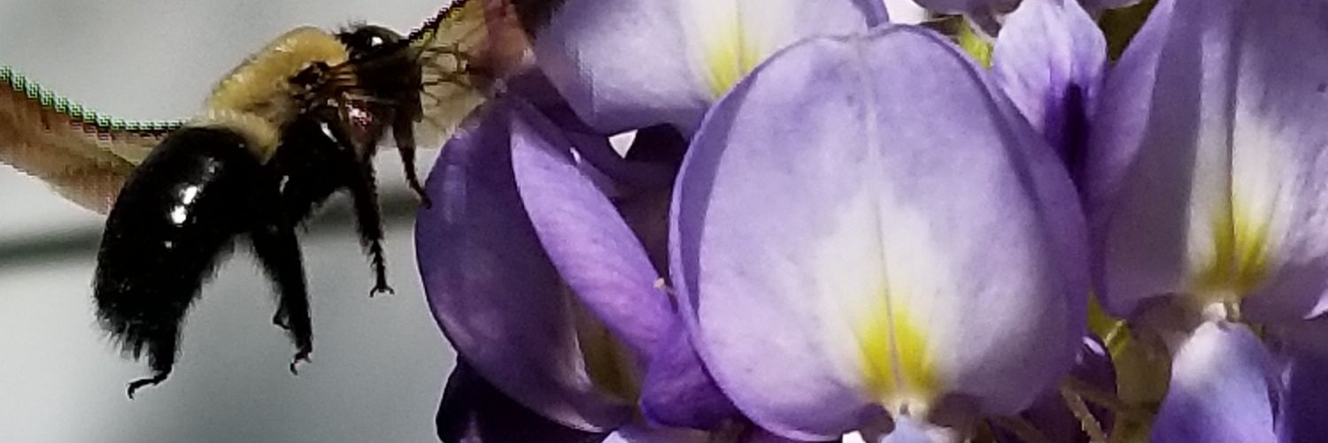 call me Gullible banner