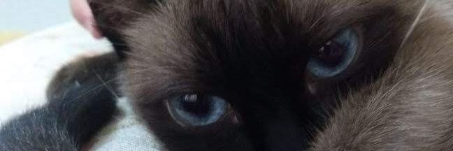 Mavivissima's profile banner image
