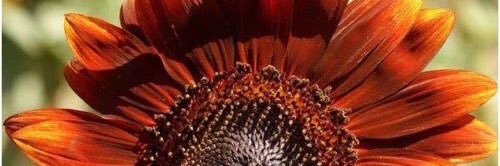 traceyb0731's profile banner image
