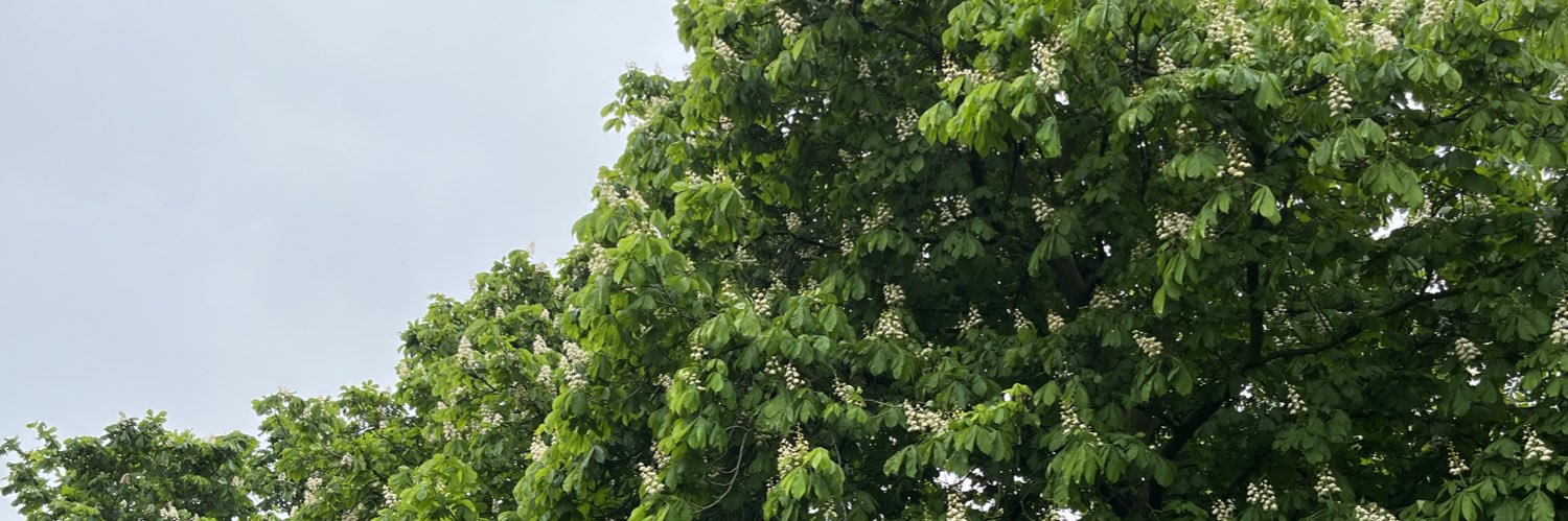 lesleychg's profile banner image