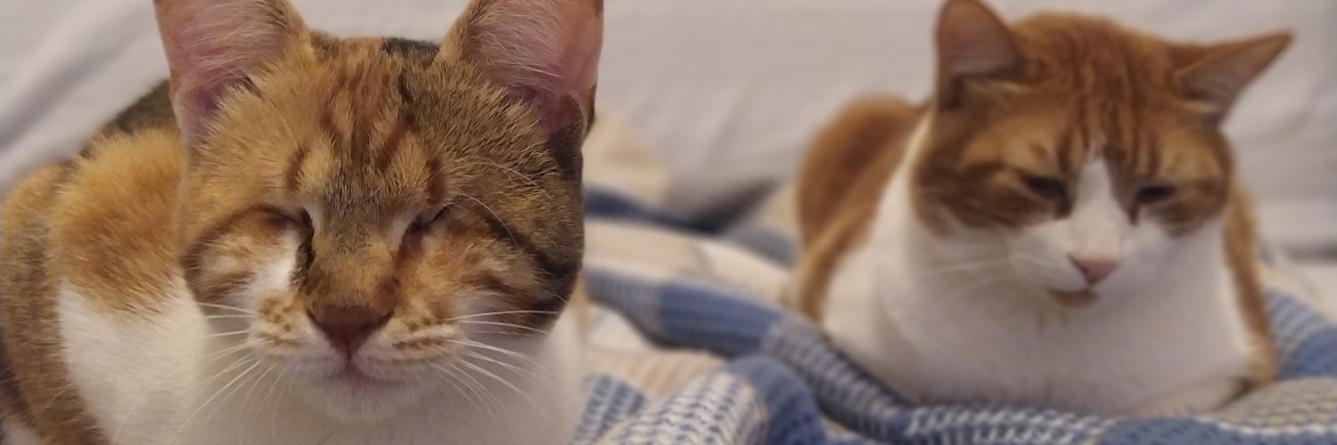 sekintcat's profile banner image