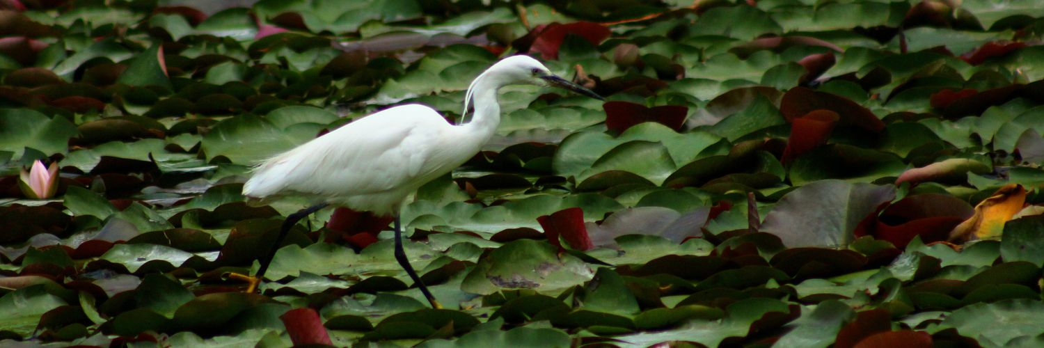 宁叔&沙皮 banner