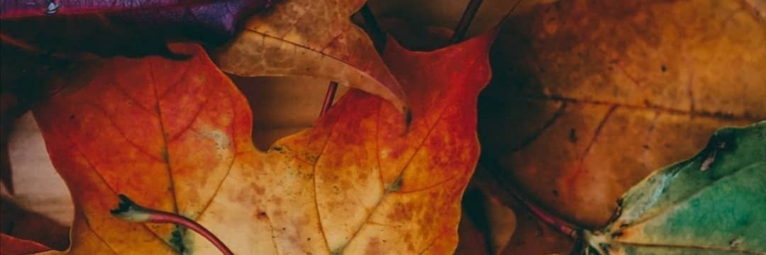 LanasView_'s profile banner image