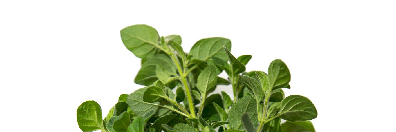crops_future's profile banner image