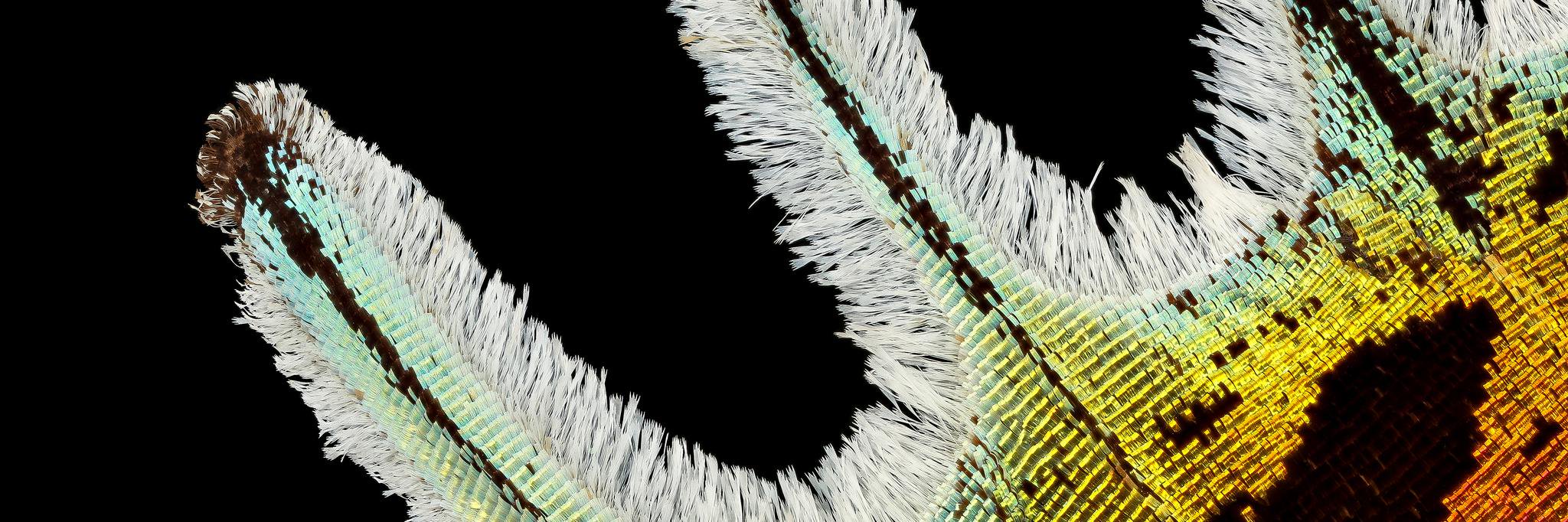 Millicentsomer's profile banner image