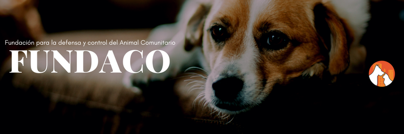 fundaco's profile banner image