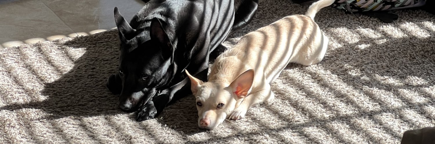 Sando. 🐐🇱🇷🇺🇸 banner