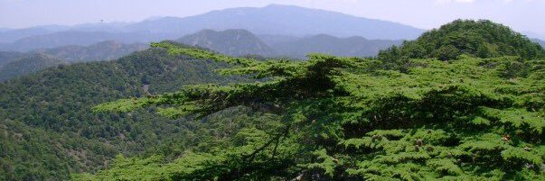 Brita Lorentzen 🔬🌲 banner