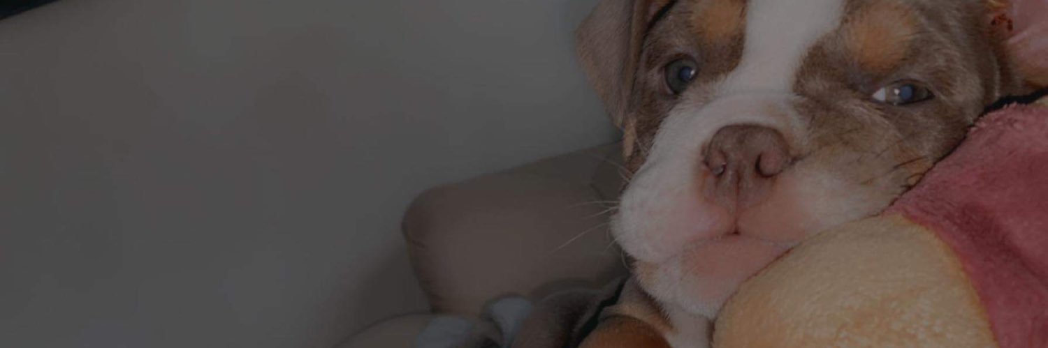 chloemeek2's profile banner image