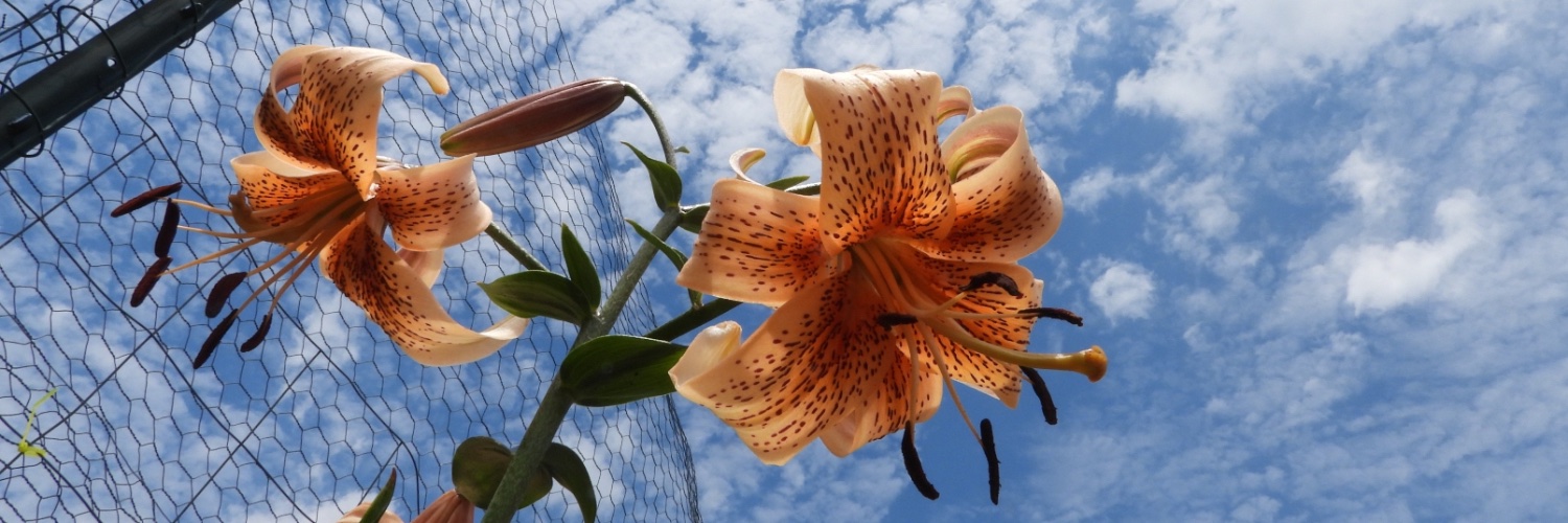 geopuzzler's profile banner image