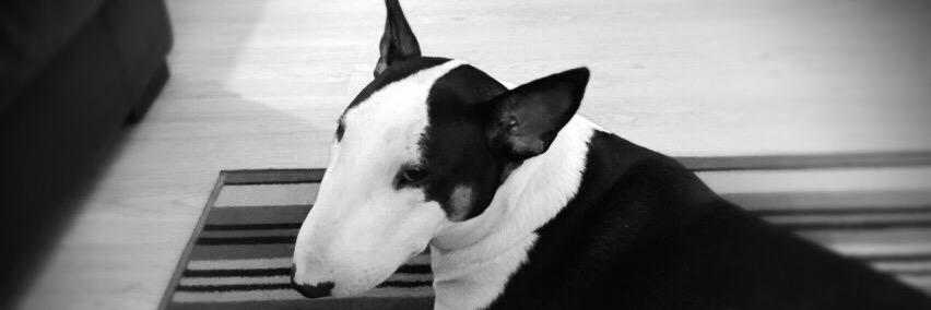 d1coops's profile banner image