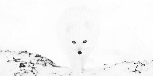 BeBe_Alman1's profile banner image