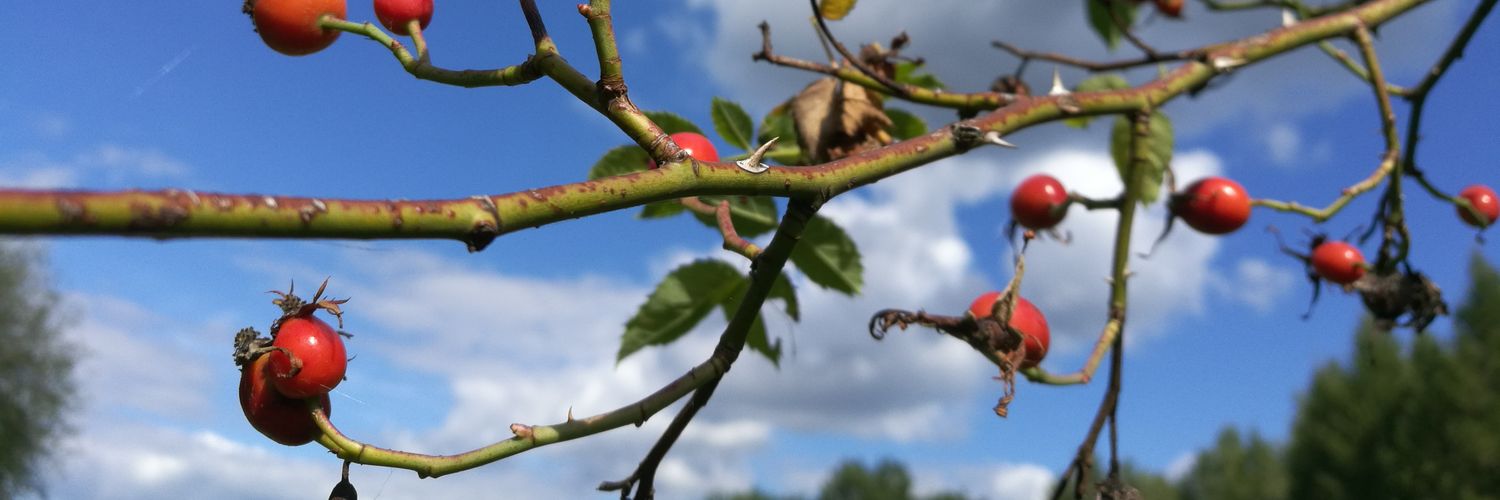 Mitrnda's profile banner image
