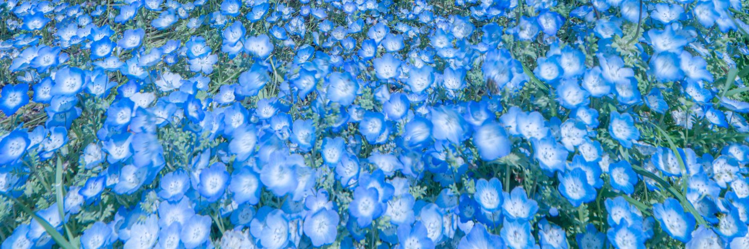 🪼Nellyfish🪼 banner