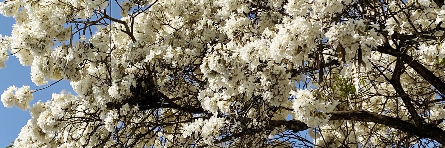 anisoraire_'s profile banner image