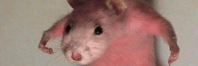 Lord bubbletof la gourgandine banner