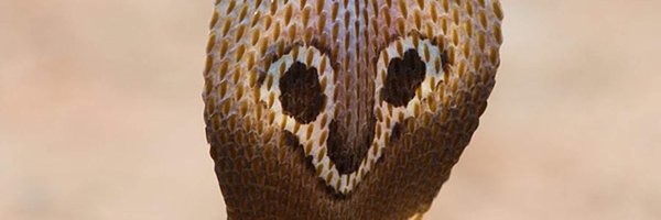 obinrinejo Profile Banner