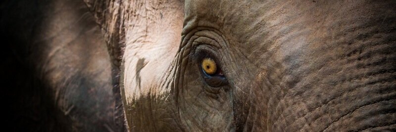 ElephantMovie's profile banner image