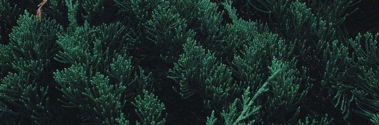 Reagan_Funaro's profile banner image