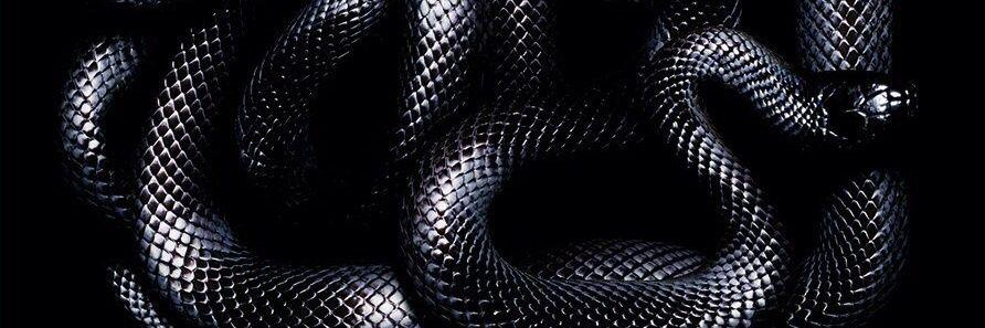 __sssnakepit___'s profile banner image