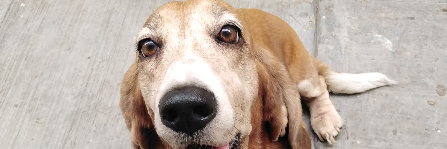 CastPao's profile banner image