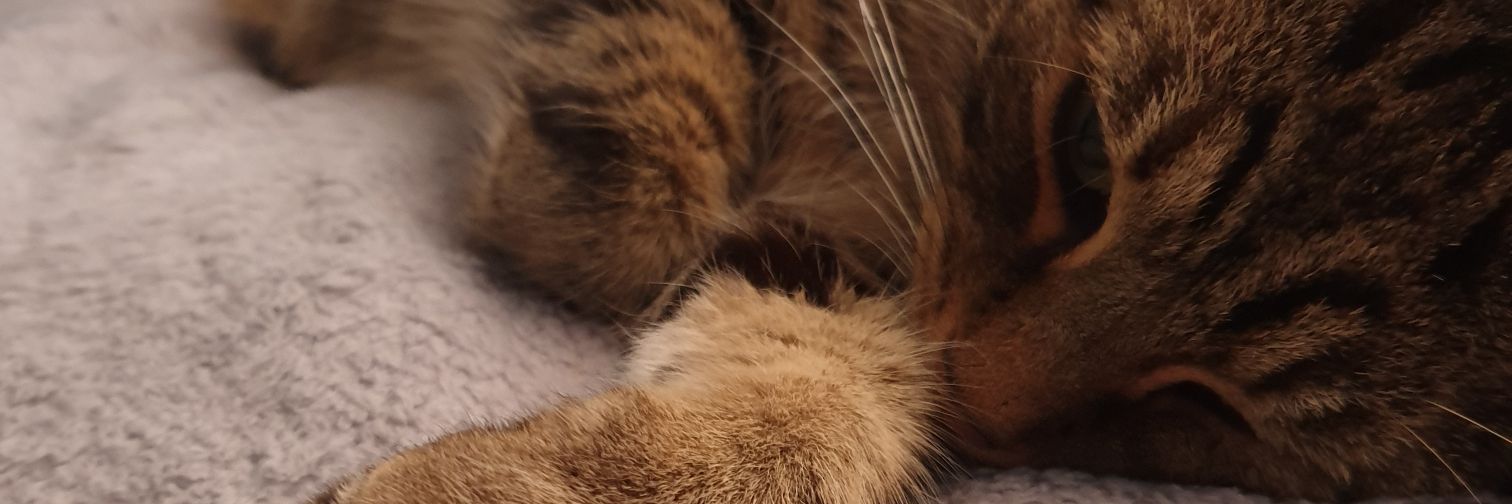 ChloeVernon13's profile banner image