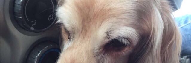KatyPazCastro's profile banner image