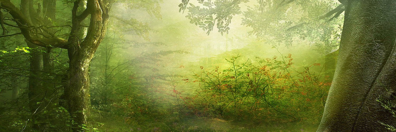 ForestnetworkCTO banner