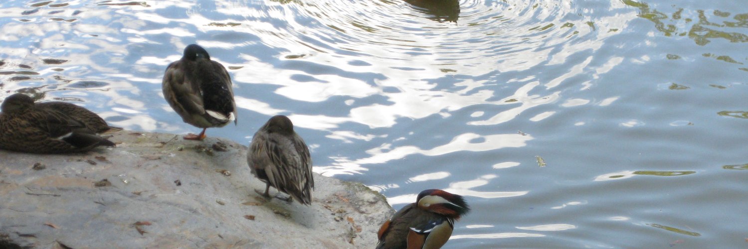 Daniel Auguste banner