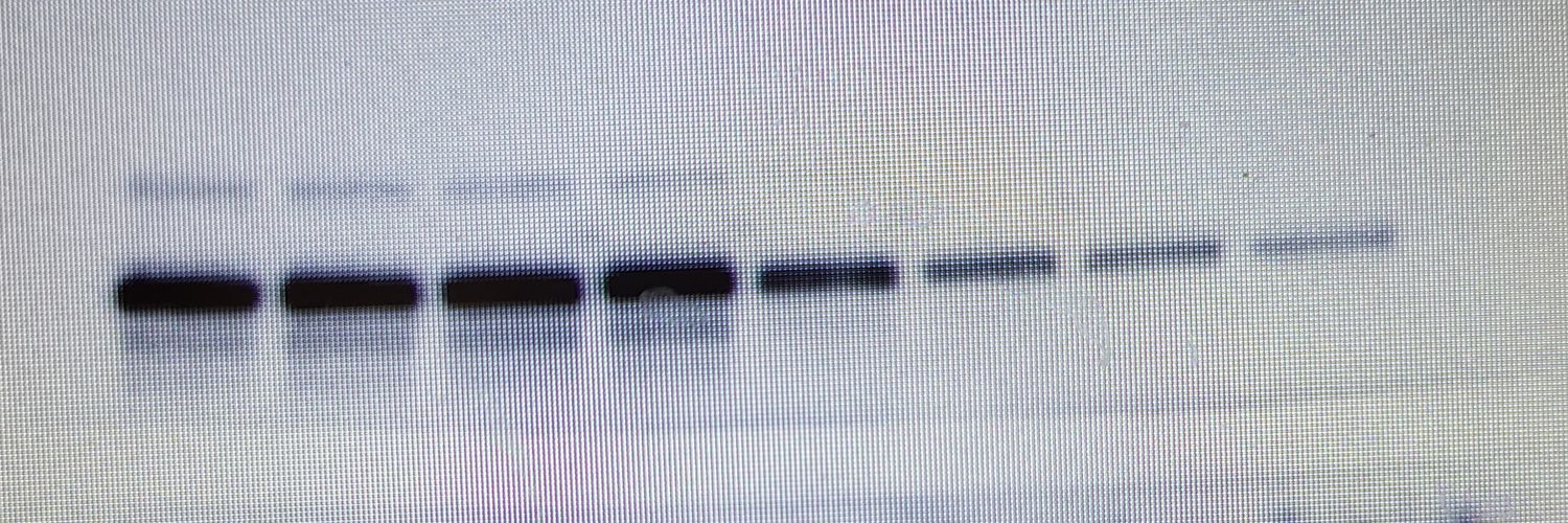 Kyle Cottrell banner