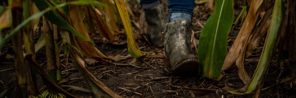 Gracie Pierson banner