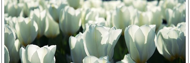 THEFLOWER008's profile banner image