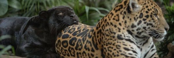 flodosertao Profile Banner