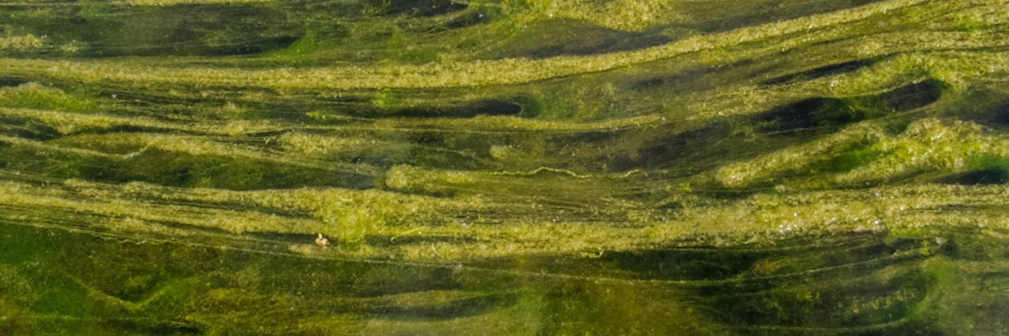 deepgreenspace's profile banner image