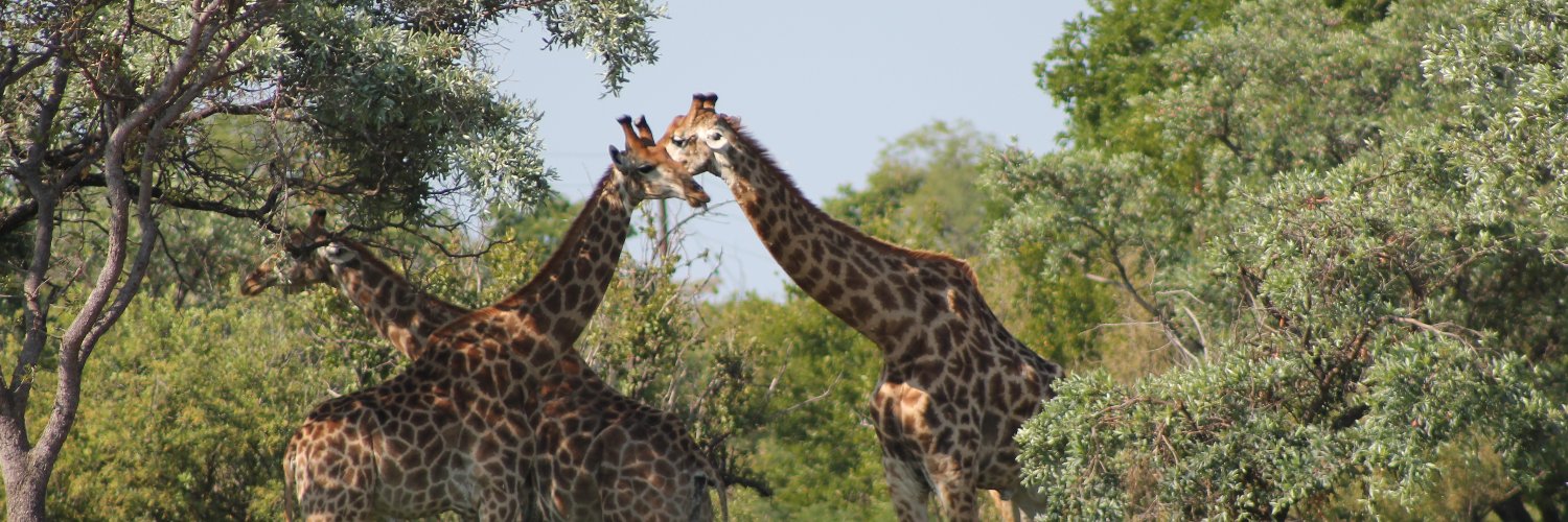 Merlin Schwaiger banner