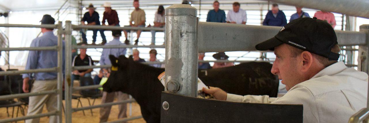 Lawsons Angus banner