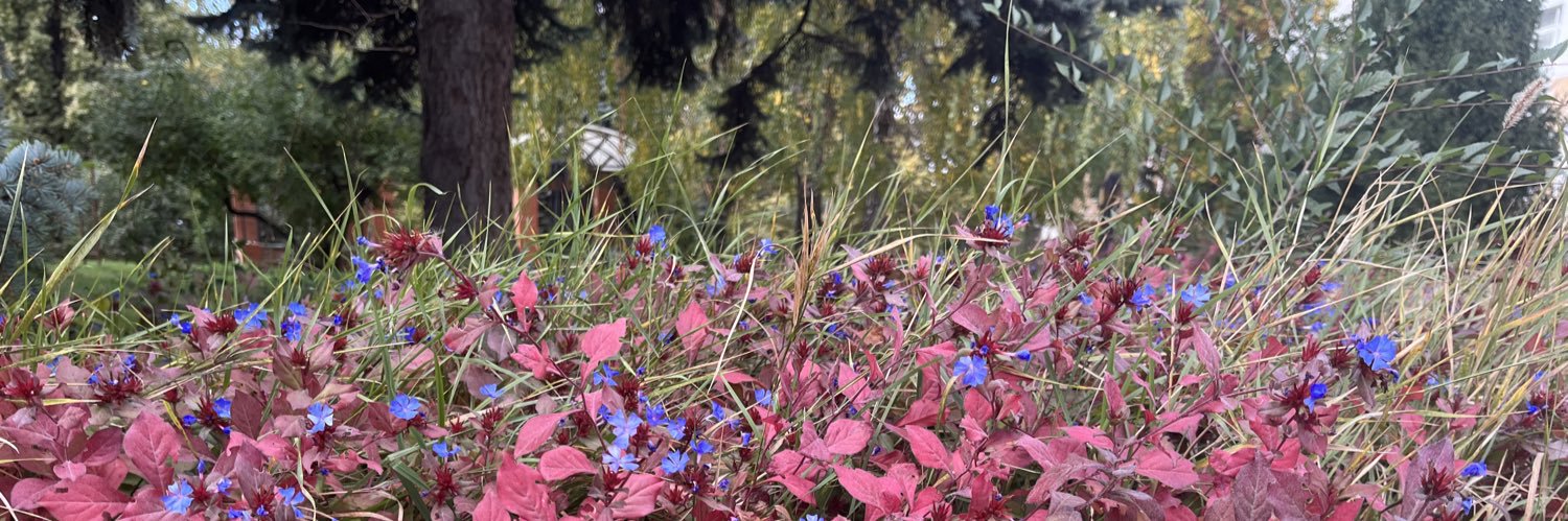 mndlavanda's profile banner image