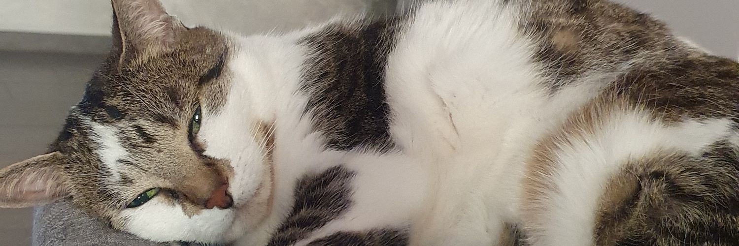 🌈 Graziano 🐺 banner