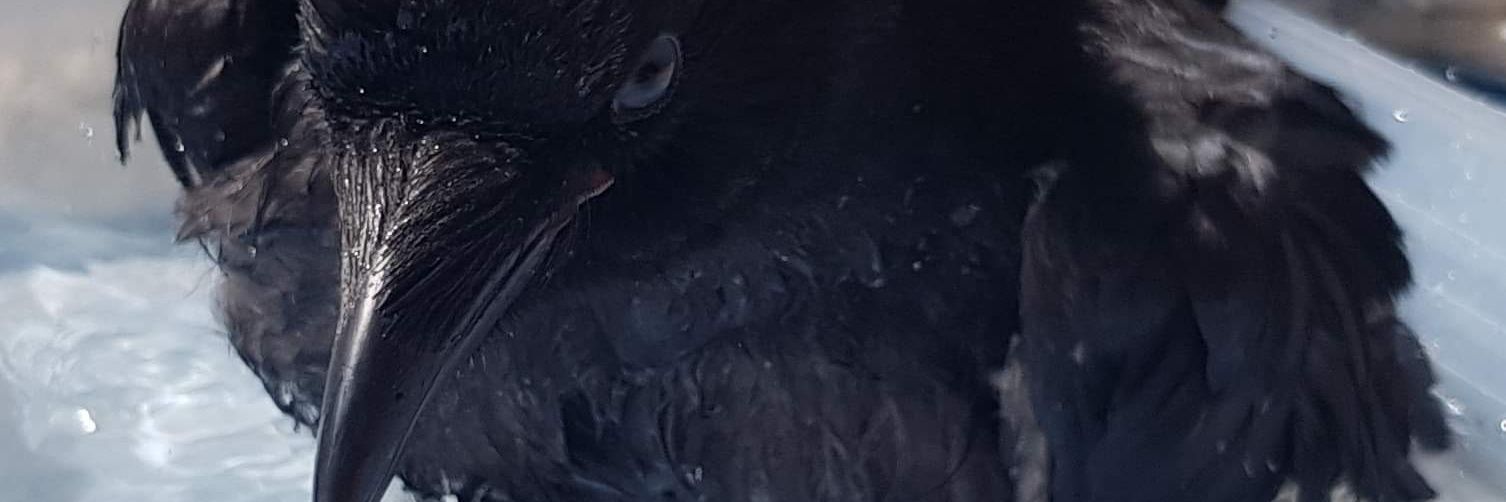 Huginmunin91's profile banner image