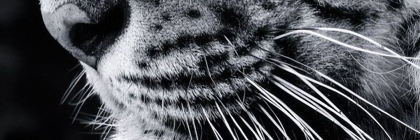 Mimicinque Profile Banner