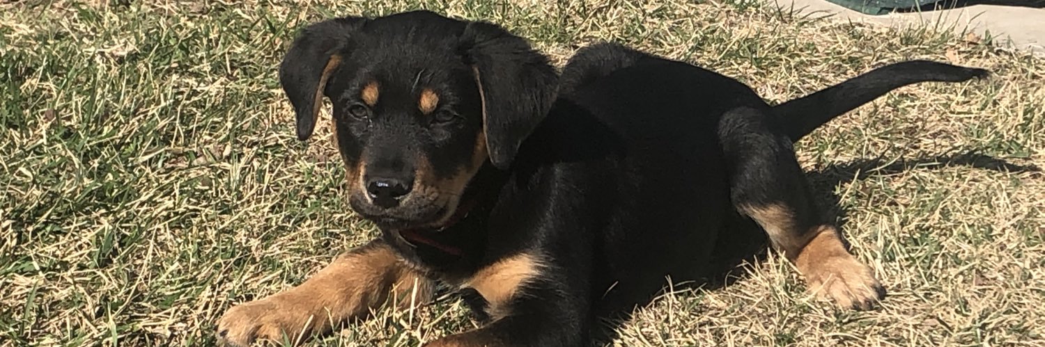 Brandon Novak banner