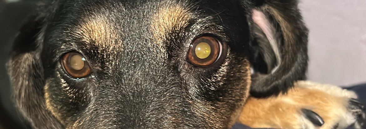 caroaayala_'s profile banner image